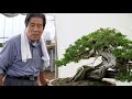 Kimura techniques  juniper bonsai design  fertilizing