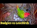 Budgies vs lovebirds difference aligarhbudgiesandfinches birds asimpathan