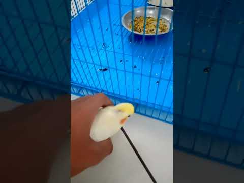 Fully Trained Parrot 😍| End Tak Dekho 🤩 | OFFICIAL VIDEO🎥 | Cute Cockatiel Bird #viral #shortsvideo