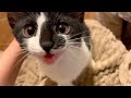 子猫の全力おしゃべりが可愛すぎるんやが‥ ［お返事も得意なみちゅ］