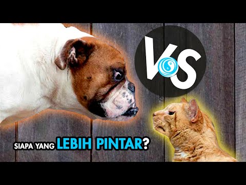 Video: Kebaikan dan Kekurangan Kucing dan Anjing