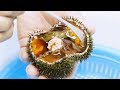 《ウニのむき方》 エゾバフンウニ × 小型出刃包丁 Uni (Sea urchin) cutting