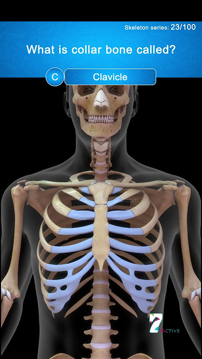 What is collar bone called  #quiz