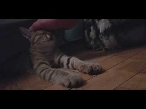 ცუცას ეძინება