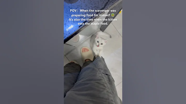 Video 11440051: cat kitten cute pets, cat kitten pets funny, kitten food pets