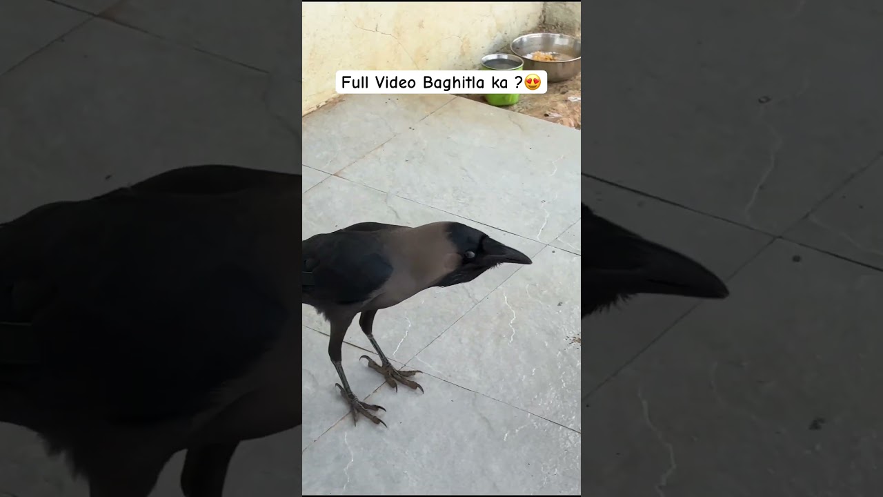Bolnara Kavla😱| Viral Kavala | Palghar Kavla | Kavala | Talking Crow | Bolnara Kavla News | कावळा