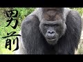 イケメンゴリラのシャバーニが男前すぎる【東山動物園】