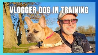 Amazing Results  Private Training ~ Molly the Puppy Frenchie  (French Bulldog)