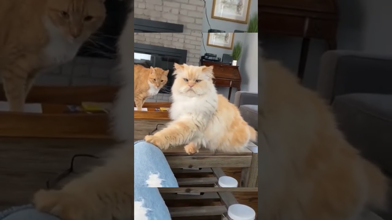 cat sign language about food