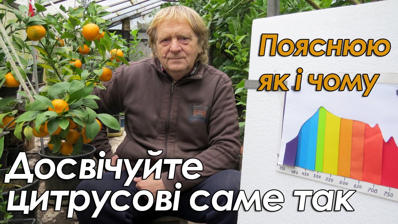 Досвічуйте цитрусові саме так. Пояснюю чому