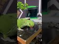 Parrot 🦜 sounds #parrottalking #parrot #petlover