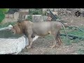 Lion roaring  gir lion drink water in village   asiatic lion  gujarat junagadh