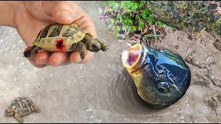 Amazing Easy Fish Trap | Unique Easy Fish Trap System