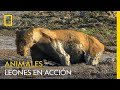 Unos leones se adentran en el lodo para capturar a un búfalo atrapado | NATIONAL GEOGRAPHIC