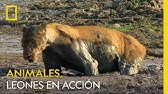 La lujuria une y divide: estos leones hermanos pelean por amor | NATIONAL  GEOGRAPHIC ESPAÑA - YouTube