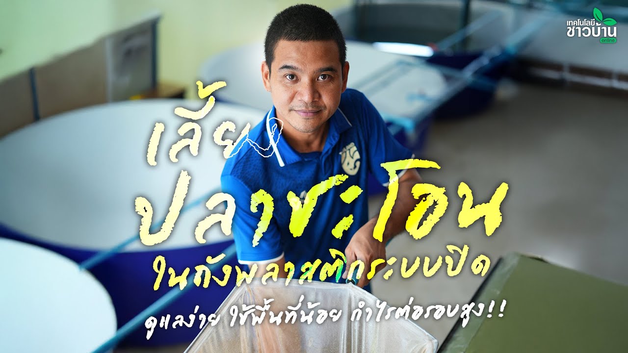 เลี้ยงปลาชะโอน ในถังพลาสติกระบบปิดดูแลง่าย ใช้พื้นที่น้อย กำไรต่อรอบสูง!! | เทคโนโลยีชาวบ้าน