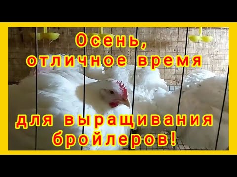Выращивание осеннего бройлера подошло к завершению. Плюсы выращивания бройлеров осенью.