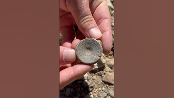 Shark Vertebrae Fossil discovery in North Texas creek - Oct 2023 - #fossilhunting  #fossils