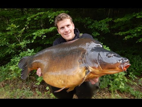 Video: Wie Sieht Ein Karpfenfisch Aus?