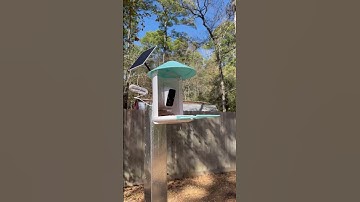 Introducing The Netvue Birdfy Feeder with Solar Charging! #birds #birdwatching #wildlife