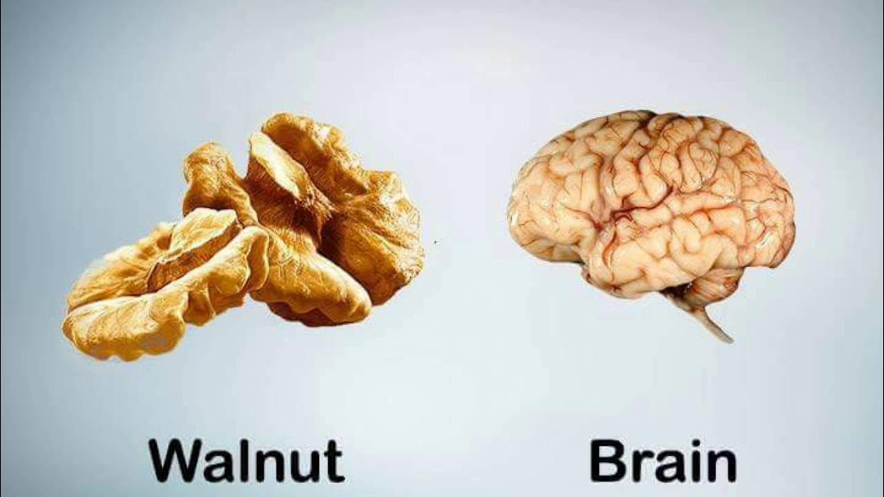Орех похожий на мозг. Мозг человека и орех. Грецкий орех и мозг. Орехи мозги. Мозг с орешек.