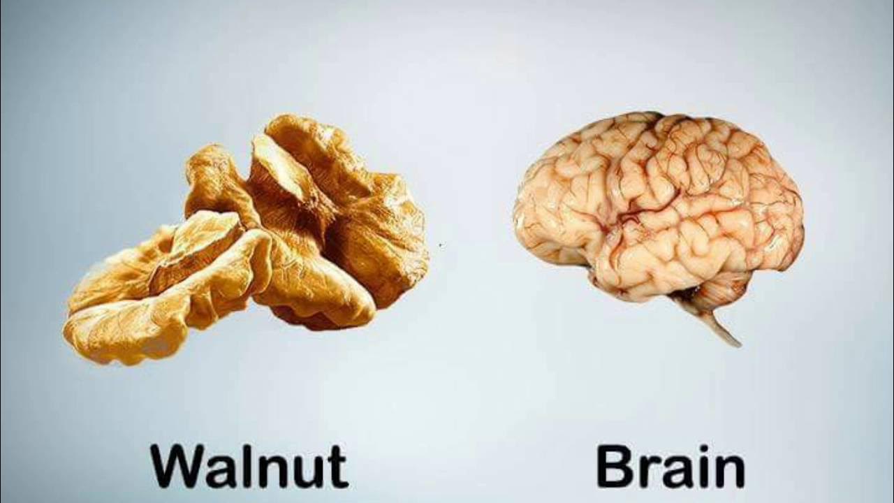 Мозг человека и орех. Грецкий орех и мозг. Орехи мозги. Мозг с орешек.