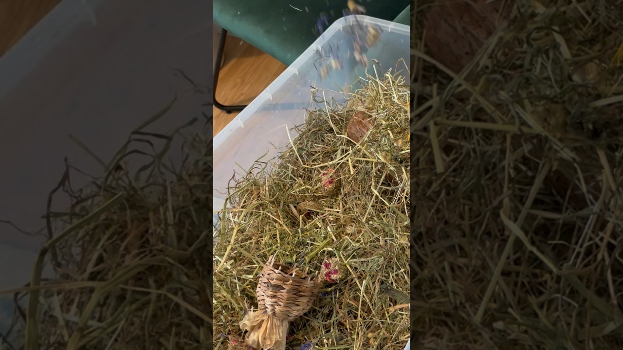 Making the buns a hugeeeee dig box to keep them busy ✨ #bunnies #rabbit #bunnylife #pets #petbunny