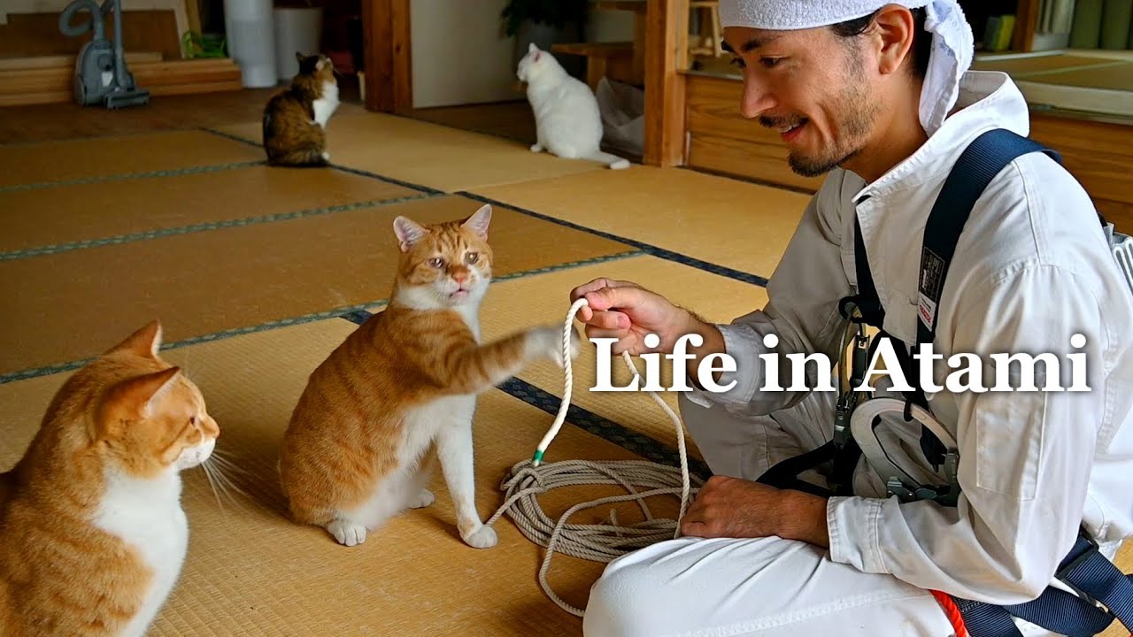 #130 Черепаха и заяц | Беды и радости старого дома | Жизнь с кошками