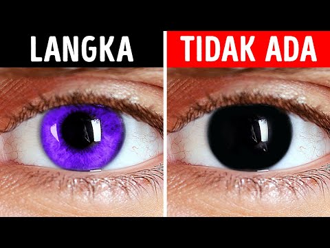 Video: Mata ungu - mitos atau kenyataan