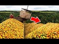 They Threw 12000 Tons Of Orange Peels In The Forest 16 Years Later They Were Shocked By The Results