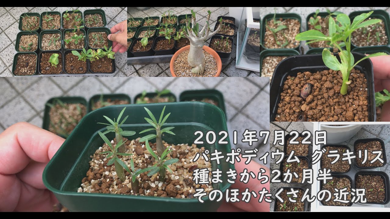 グラキリス播種から2か月半その後とアガベ アデニウム パキポディウムその他の成長の近況 Youtube