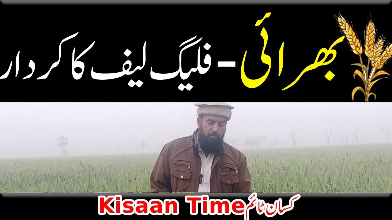 Gandam ka sita flag leaf of wheat گندم کے سٹے کی بھرائی اور فلیک لیف کا کردار کسان ٹائم Kisan time