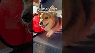 Corgi Works Out On Treadmill