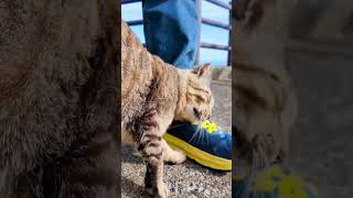 猫島の猫居住地区の一番端が縄張りの猫ちゃん、ここまで人が滅多に来ないので人が来ると喜ぶ