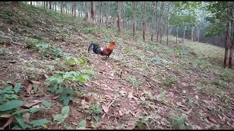 qaib dib txhua qaib qus-ไก่ต่อประสมไก่ป่าโทร:0302281162whatsapp02052153089