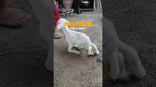 Wedhus Kentir Mariadi #viralvideo #shortvideo