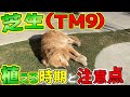 【芝生と雑木の庭】芝で迷ったら見て！TM9を植える時期、TM9の特徴と弱点