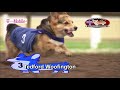 Canterbury Park Corgi Races 6-30-18