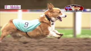 Canterbury Park Corgi Races 6-30-18