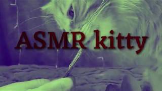 ASMR kitty eating a snack by Catio Living 121 views 4 years ago 4 minutes, 16 seconds
