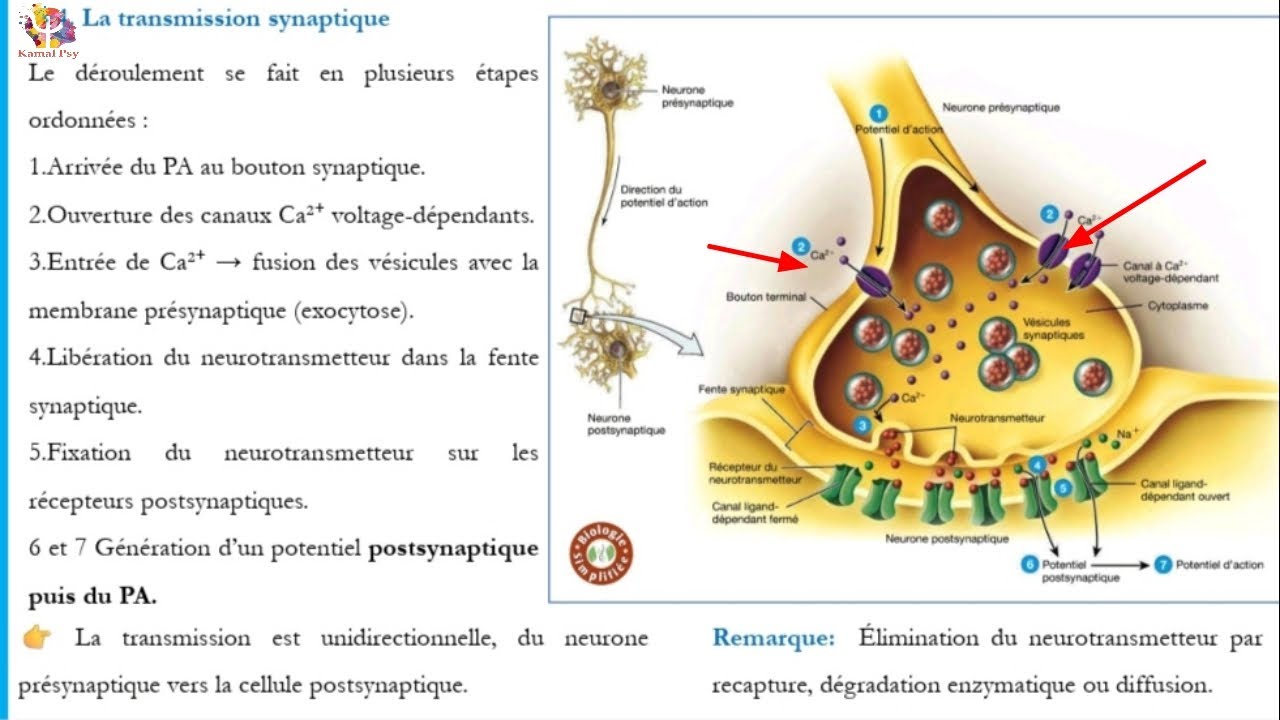 كيف يتم انتقال السيالة العصبية؟  la transmission synaptique 