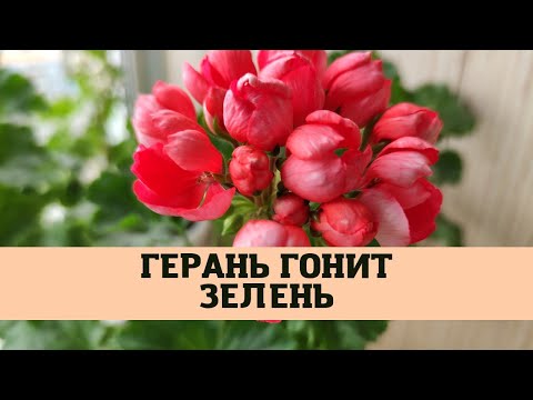 Герань гонит зелень, но не цветёт. Пять причин