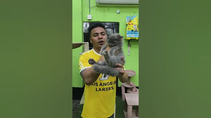 Video 6385291: russian blue kitten, kitten kittycat pets, cat kitten kittycat, kittens low