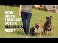 How much exercise does a malinois need