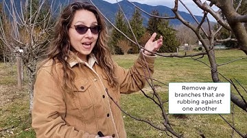 How to Prune Apple Trees in Winter