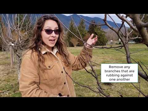 How to Prune Apple Trees in Winter