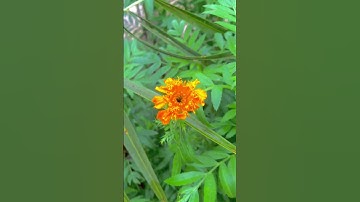 Yellow fool beautiful nature #freefire #minecraft