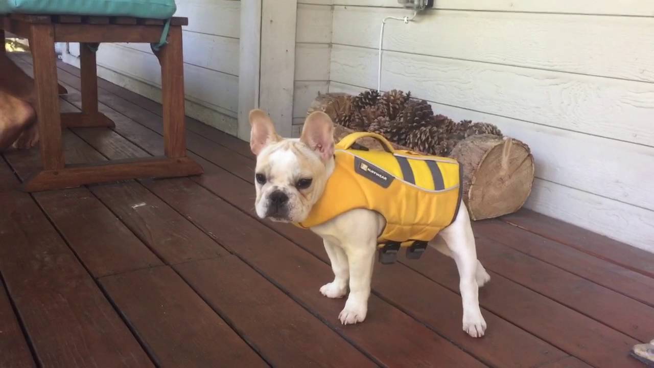 puppy life jacket youtube