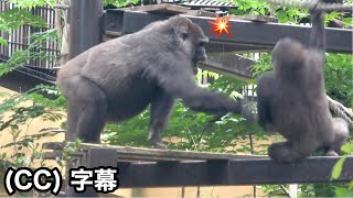 Stop it! Mom gorilla is a little angry at her little son's prank. Genki ｜Momotaro family