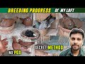 Pigeon breeding progress in summer 2023 of my loft  pigeon tips subhasish